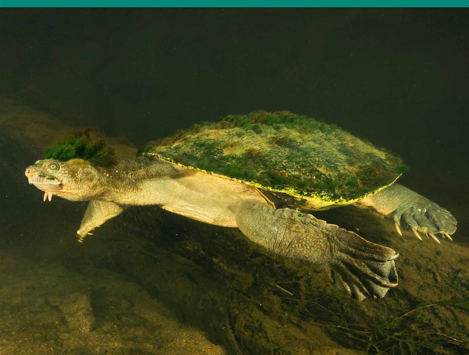 The Mary River Turtle Bbc Science Focus Magazine New Year