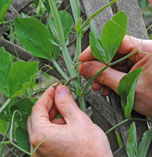 Tie In Sweet Peas Bbc Gardeners’ World Magazine May 2022