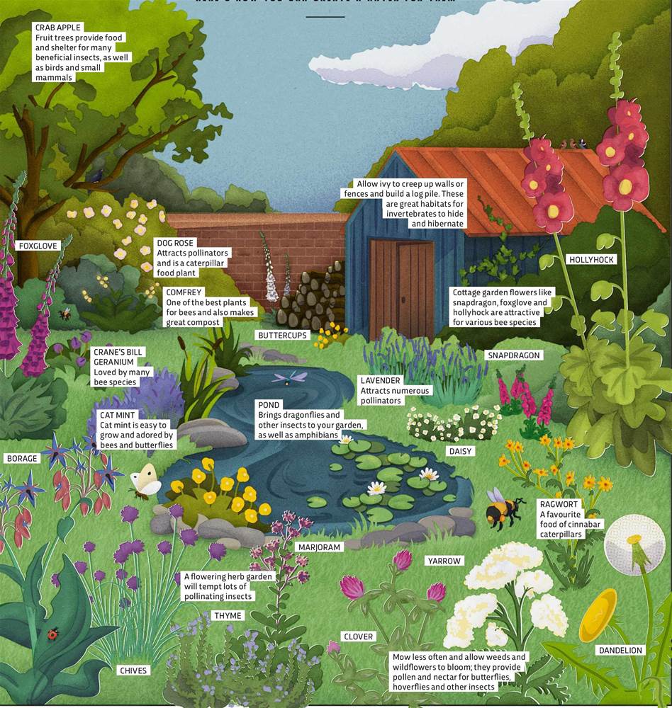WHAT SHOULD I PLANT IN MY GARDEN TO HELP THE INSECTS? | BBC Science Focus  Magazine Dec-21