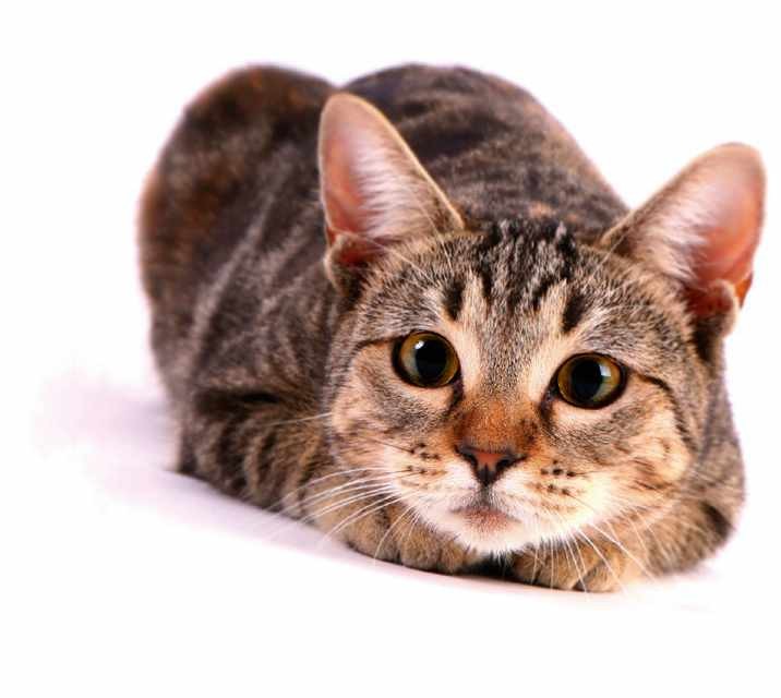 why-do-cats-wiggle-before-they-pounce-bbc-science-focus-magazine