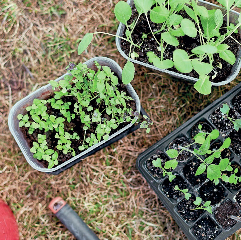 on sowing seeds in containers | Kitchen Garden Magazine March 2023