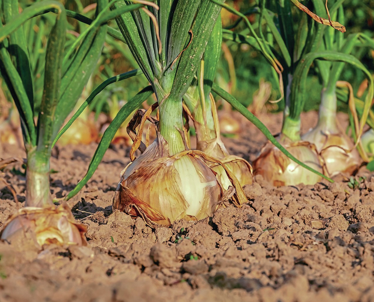 KNOW YOUR ONIONS | Kitchen Garden Magazine January 2024