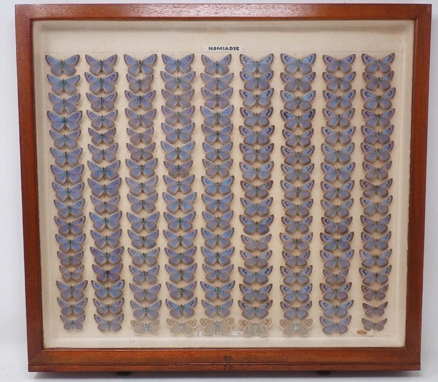 Butterflies send collectors all of a flutter antiques trade gazette 2572