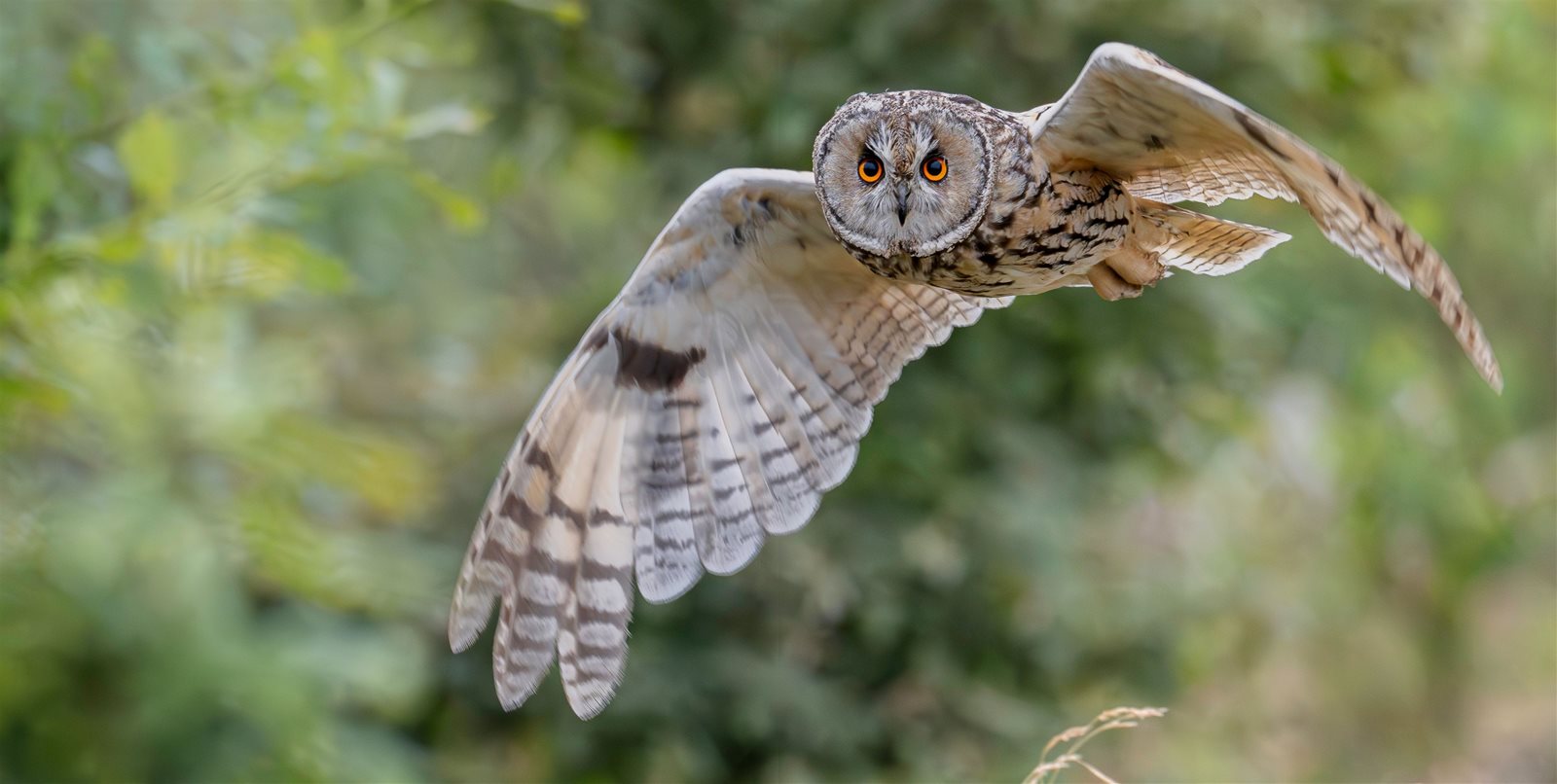 How to capture an owl in flight Digital Camera Magazine December 2024