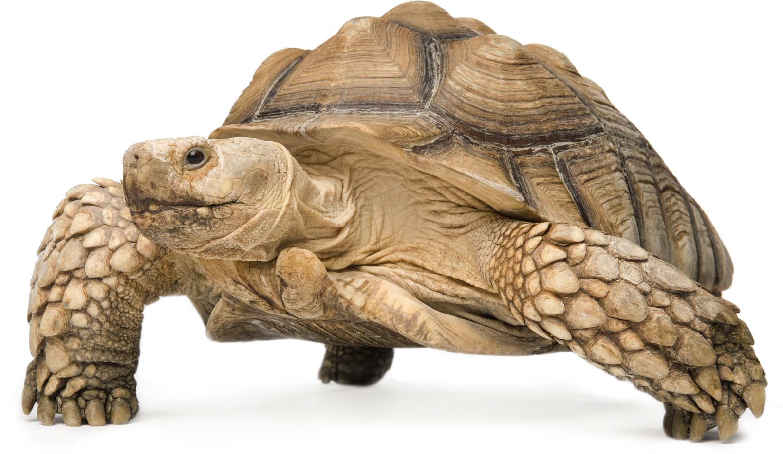 african-spur-thighed-sulcata-tortoises-practical-reptile-keeping