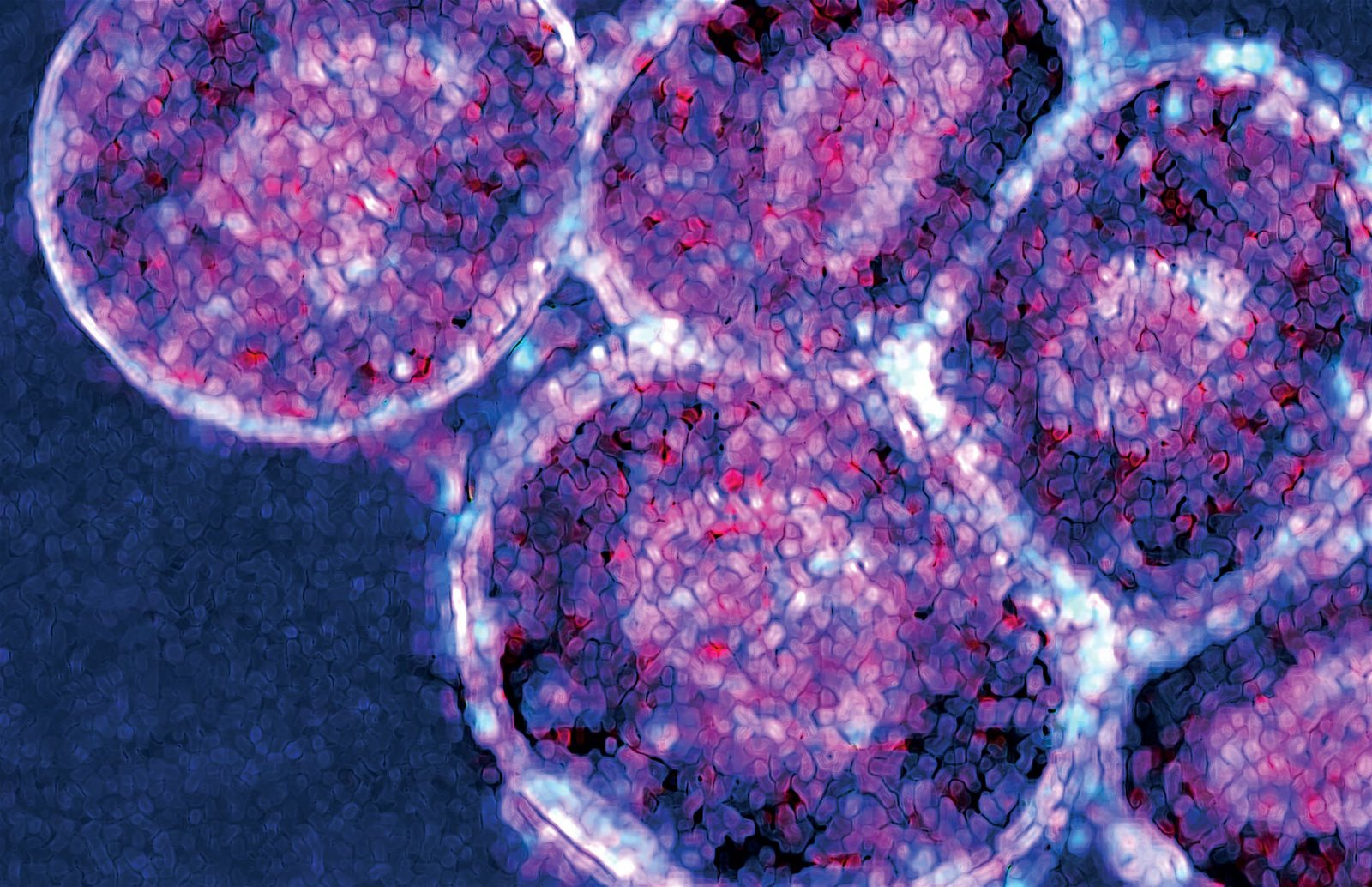 THE SCIENCE OF STEM CELLS Biology Diagrams