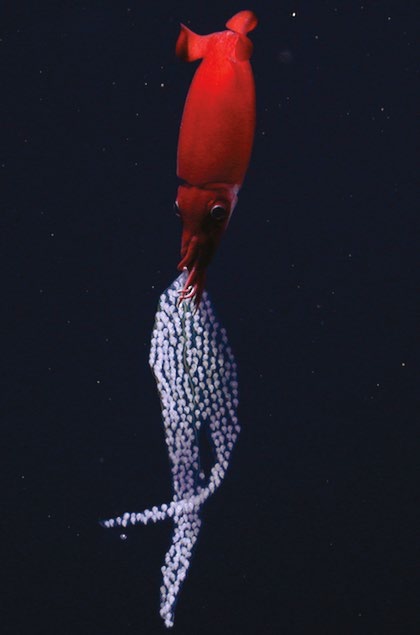 DEEP-SEA SQUID CARRIES A DAZZLING STRING OF EGGS | How It Works Issue 167