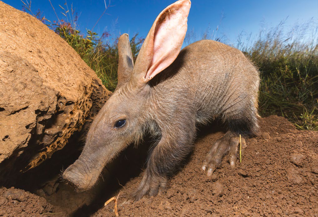 WHY DO AARDVARKS EAT ANTS? | How It Works Issue 178