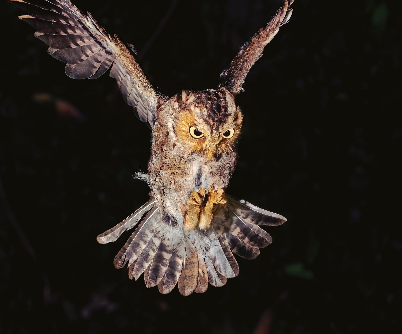 HOW OWLS HUNT | How It Works Issue 191