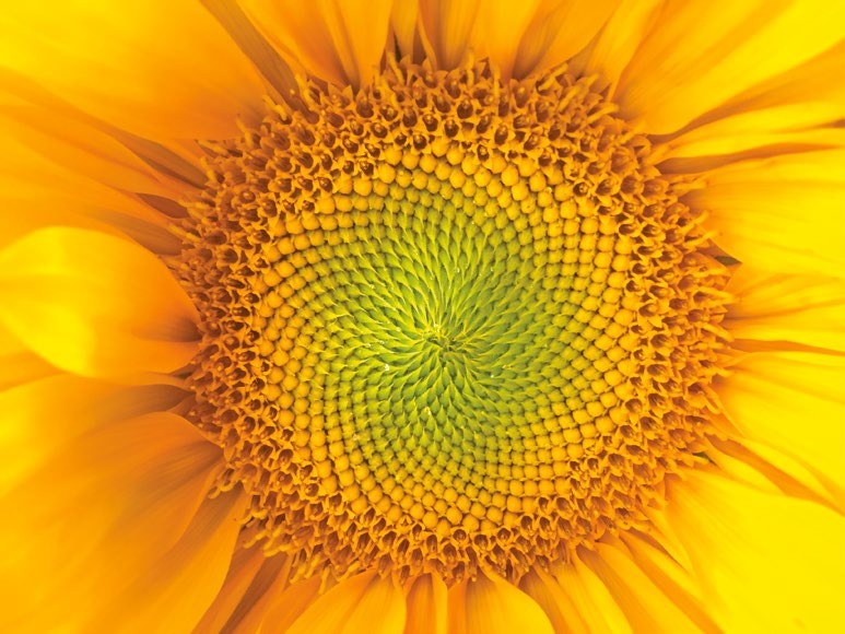WHAT IS THE FIBONACCI SEQUENCE? | How It Works Issue 200 image.