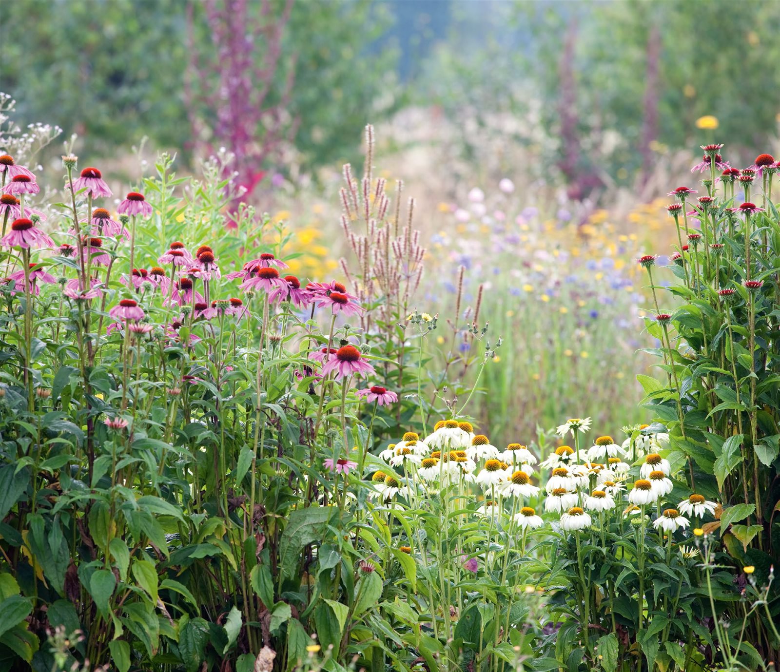 Healing Garden Period Living Magazine September