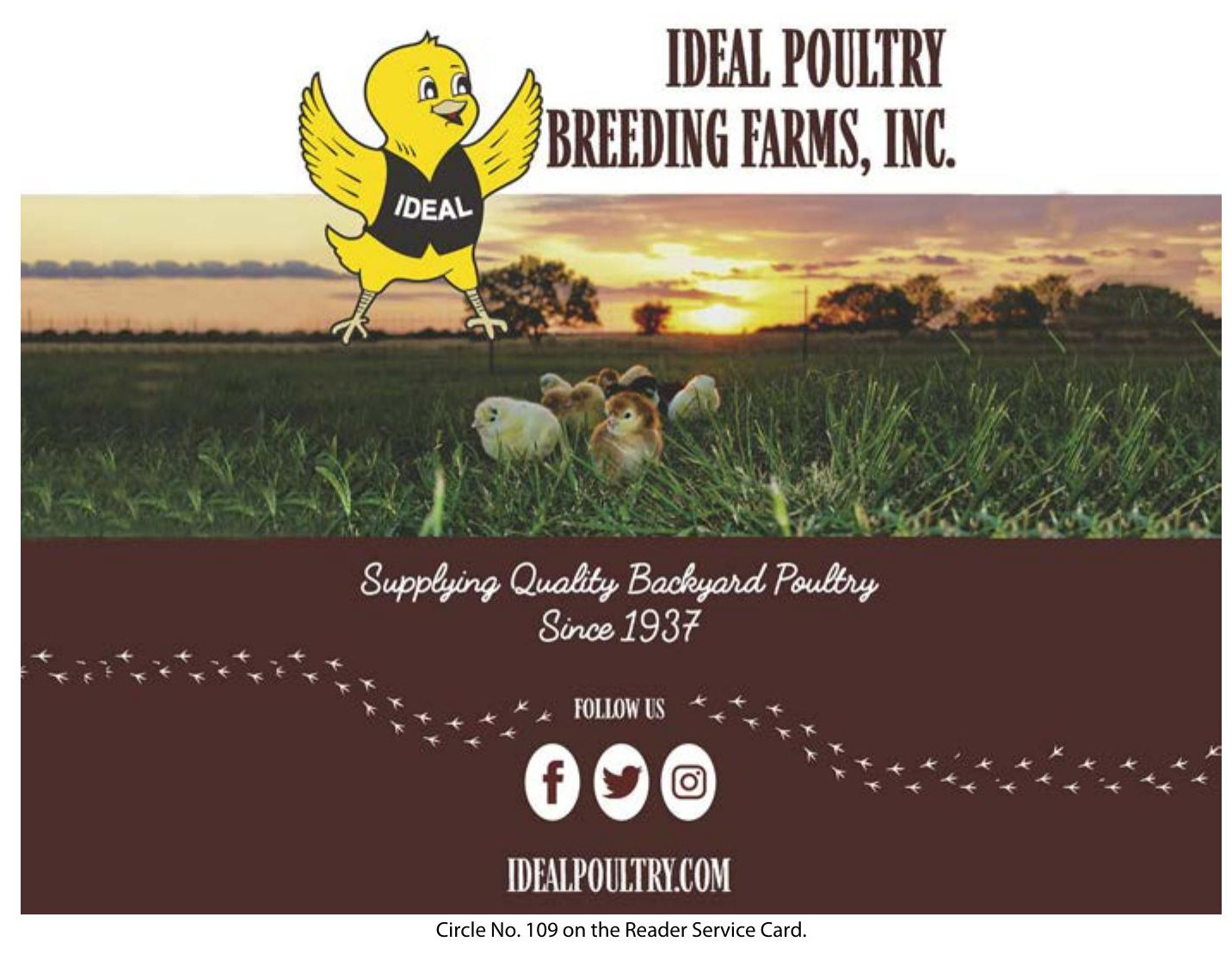 IDEAL POULTRY BREEDING FARMS, INC | Chickens Magazine Nov/Dec 23