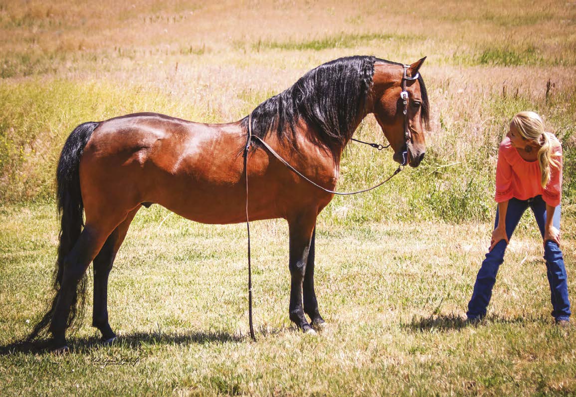 THE HORSE Horse Illustrated Magazine Western life 21