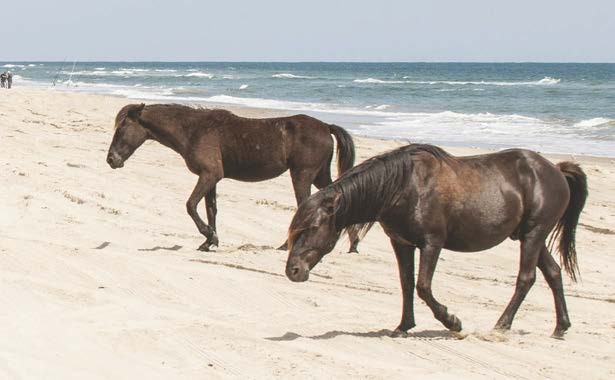 EAST COAST WILD PONIES | Horse Illustrated Magazine 2024-05 (May)