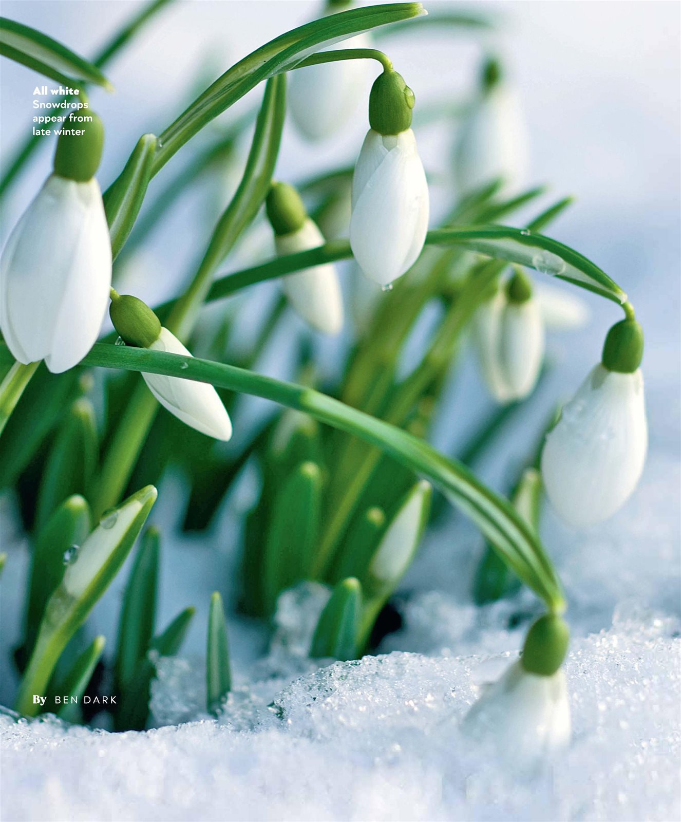 Gardening Nurture Your Own Sensational Snowdrops Saga Magazine Jan23 4303